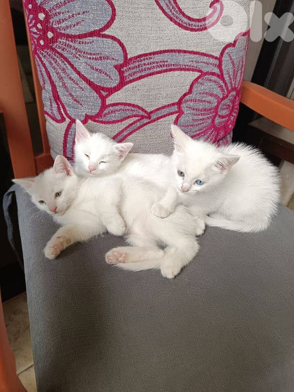 قطط white cats 12