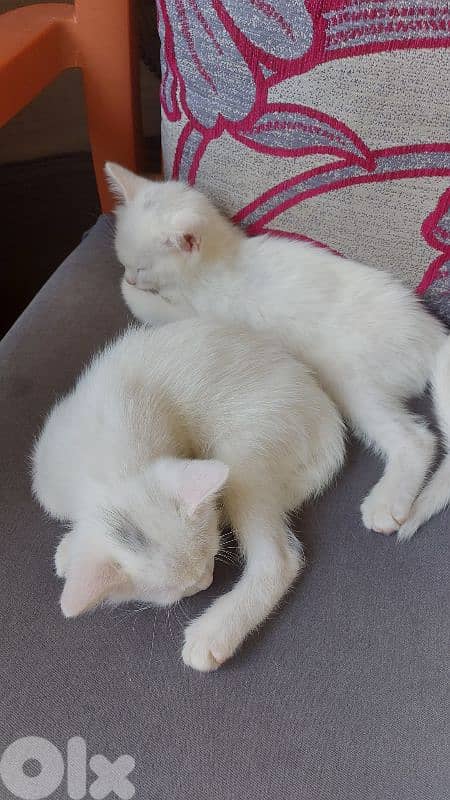 قطط white cats 13