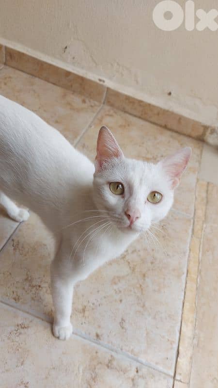 قطط white cats 14