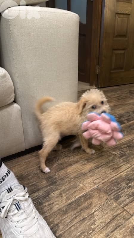 Puppy Mini Bichon 7