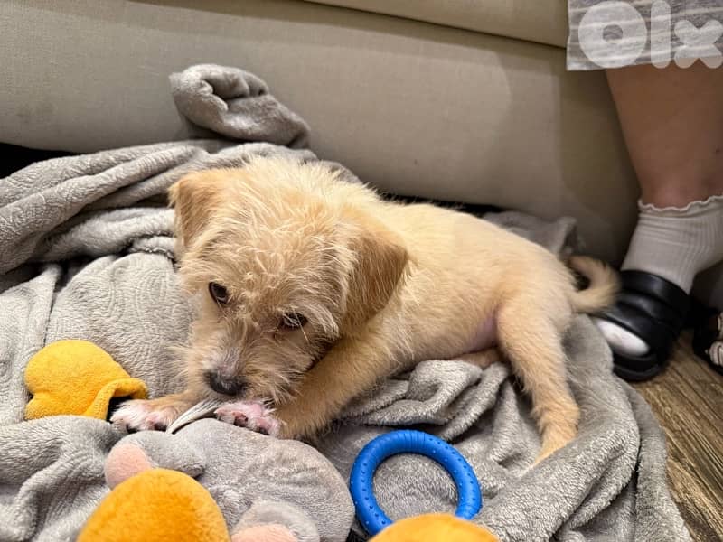 Puppy Mini Bichon 8