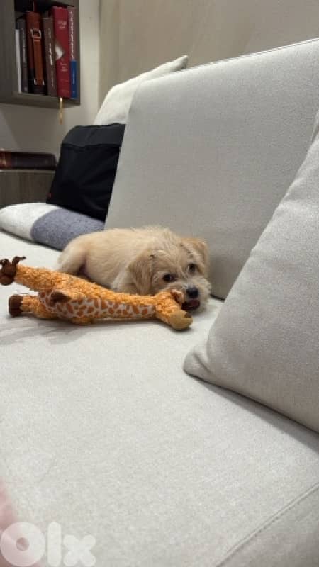 Puppy Mini Bichon 9