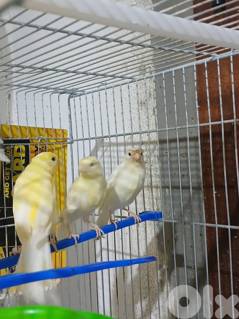 كنار بلدي 2