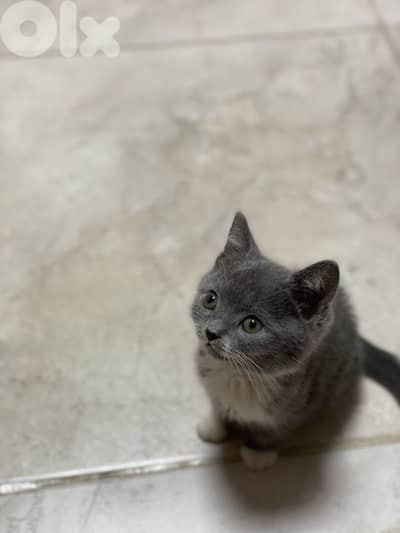 cat for adoption