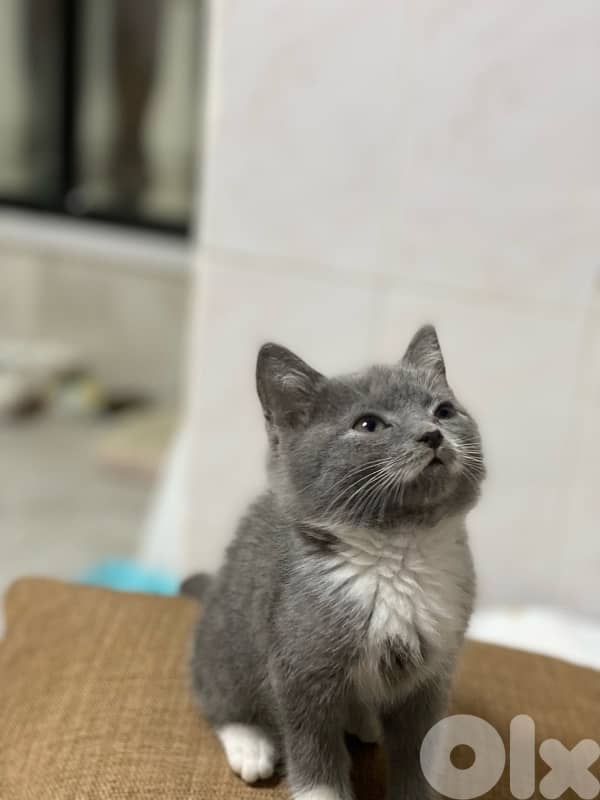 cat for adoption 1