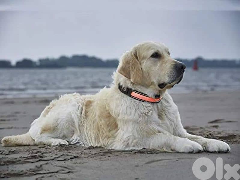 zoofari led light up dog collar 1