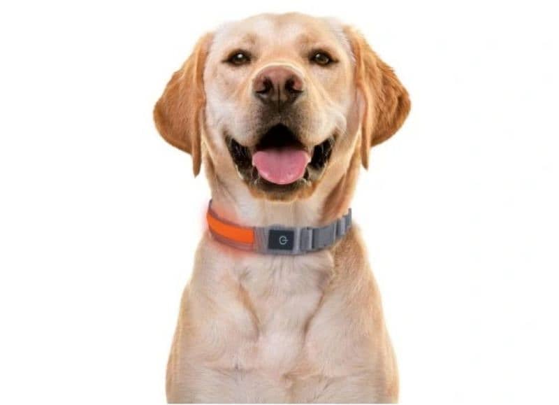zoofari led light up dog collar 3