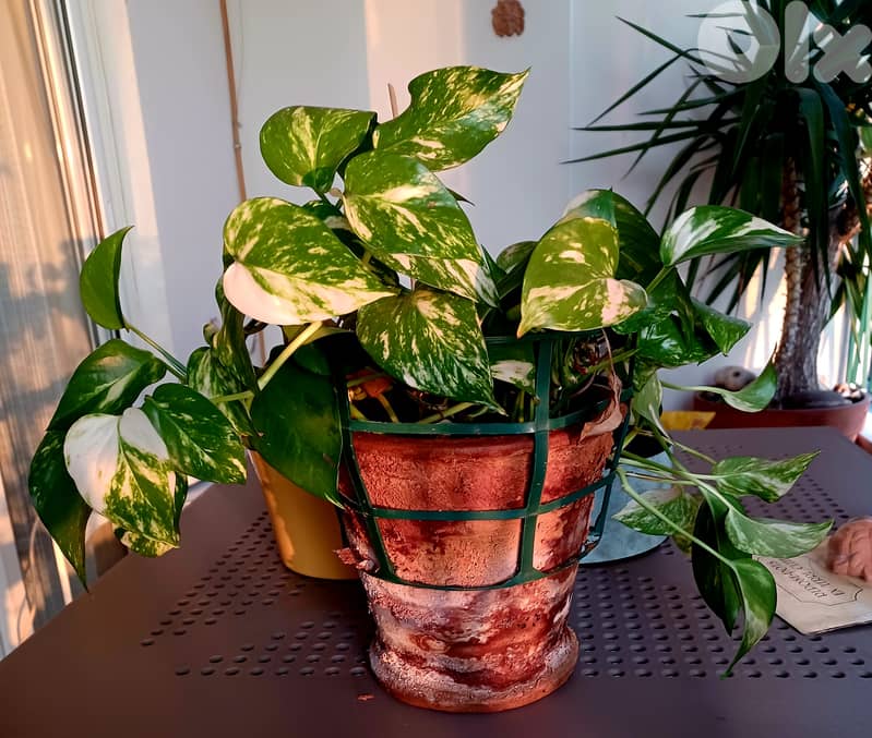 Italian terracotta pots 1