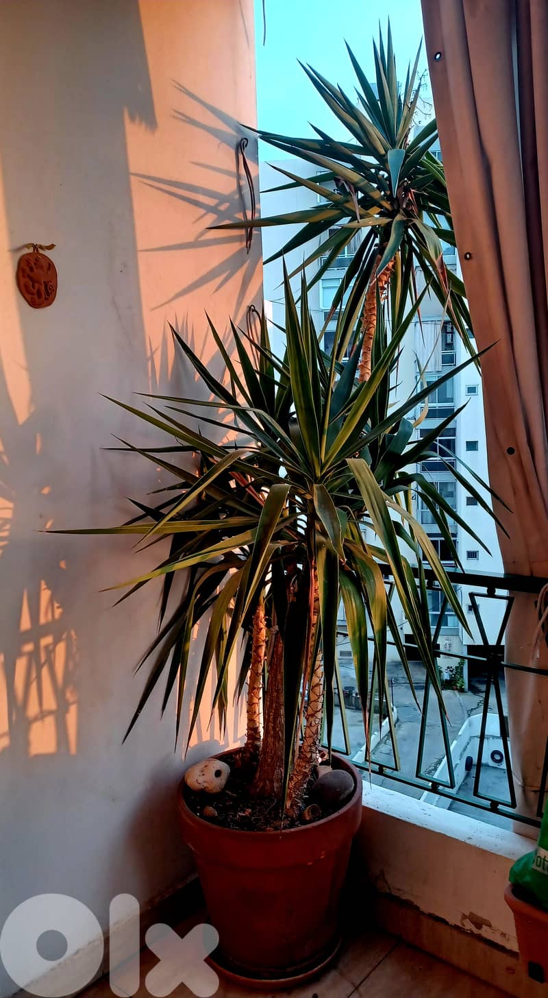 Italian terracotta pot with Yucca 0