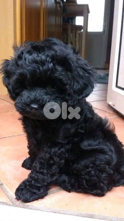 Adorable small Poodle black color available in store & delivery كلب