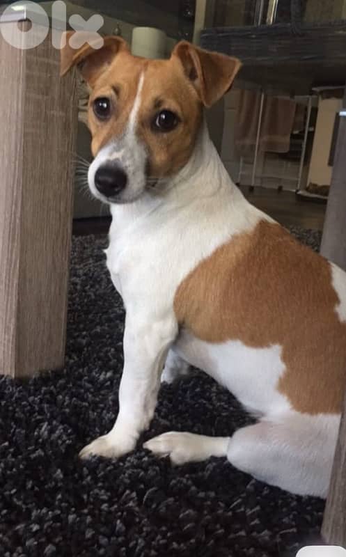 jack Russel babies 0