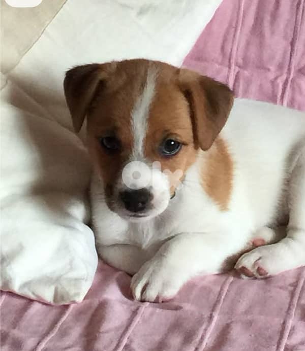 jack Russel babies 1