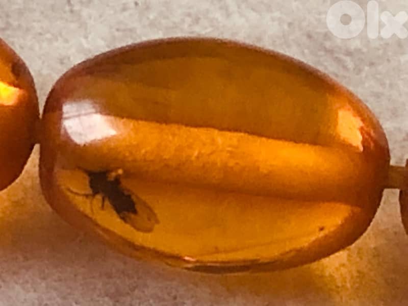 Luxury Baltic Amber Beads with Insects & 18K Gold 5g 4