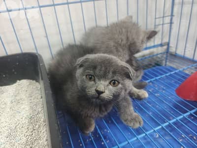 kitten