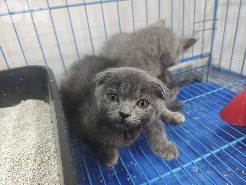 kitten 0