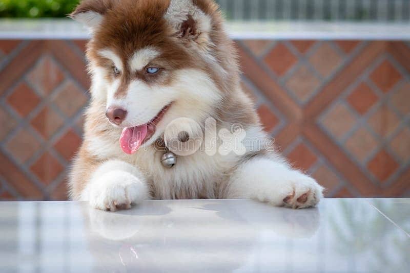 Unique Red Siberian Husky Puppies/ dog كلاب 0
