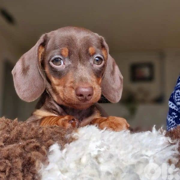Chocolate and Tan Dachshund Puppies/ dog كلاب 0