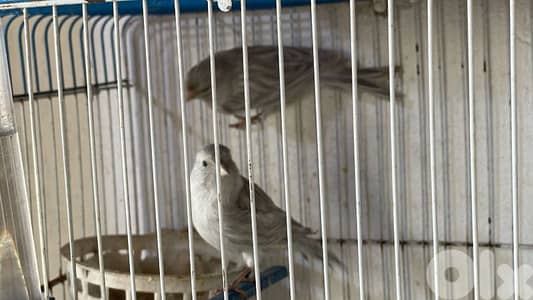 مطلوب كنارات كميات كبير و صغيري