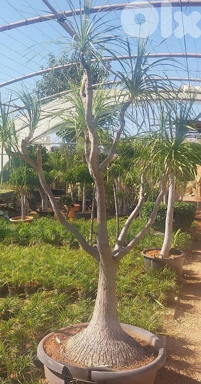 beaucarnea plant شجرة بوكارنيا مميزة طول ٢،٥ متر
