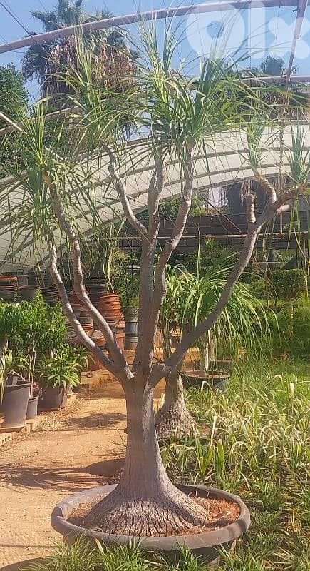 beaucarnea plant شجرة بوكارنيا مميزة طول ٢،٥ متر 1