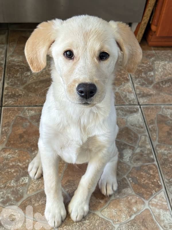 كلب غولدن لابرادور للبيع في شارون 2