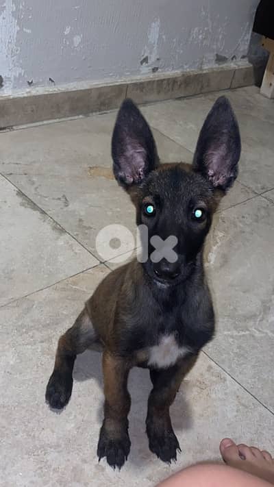 puppy