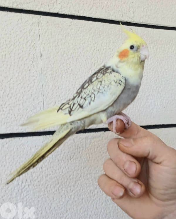 كروان ايزابيل سوبر ترويض 1