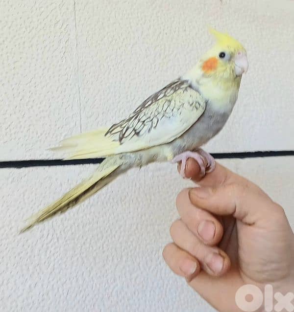 كروان ايزابيل سوبر ترويض 2