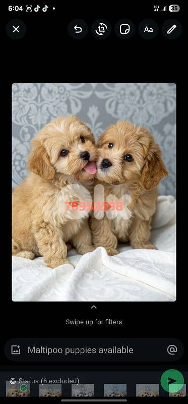 Maltipoo 0