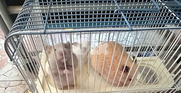 hamster