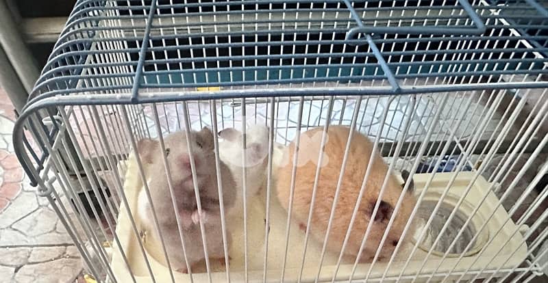 hamster 0