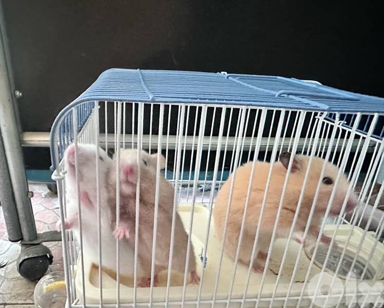 hamster 1
