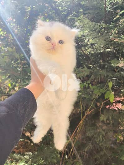 بيرجن انثى عمرو 45 يوم