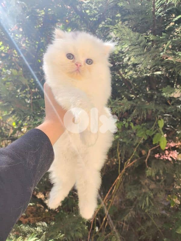 بيرجن انثى عمرو 45 يوم 0
