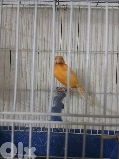 Canary كنار مغني