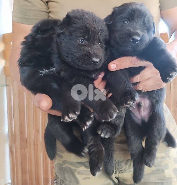 German shepherdfull black german shepherd 0
