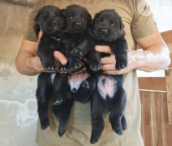 German shepherdfull black german shepherd 1