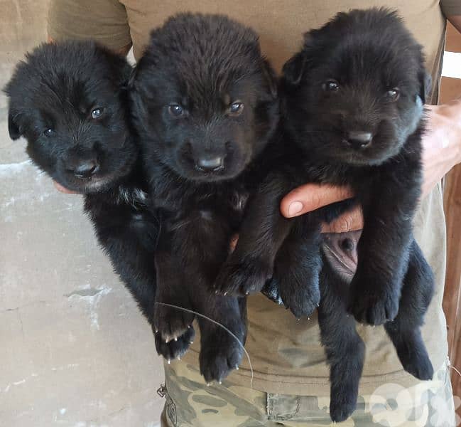 German shepherdfull black german shepherd 3
