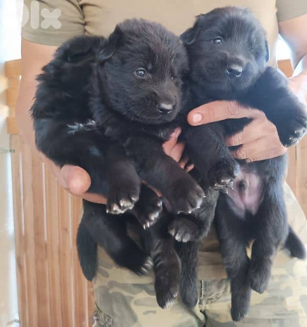 German shepherdfull black german shepherd 5