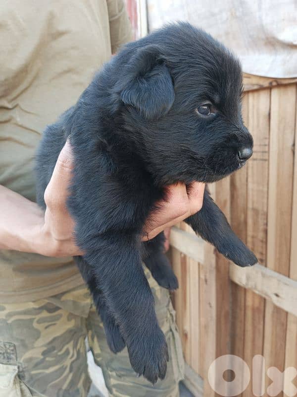 German shepherdfull black german shepherd 6