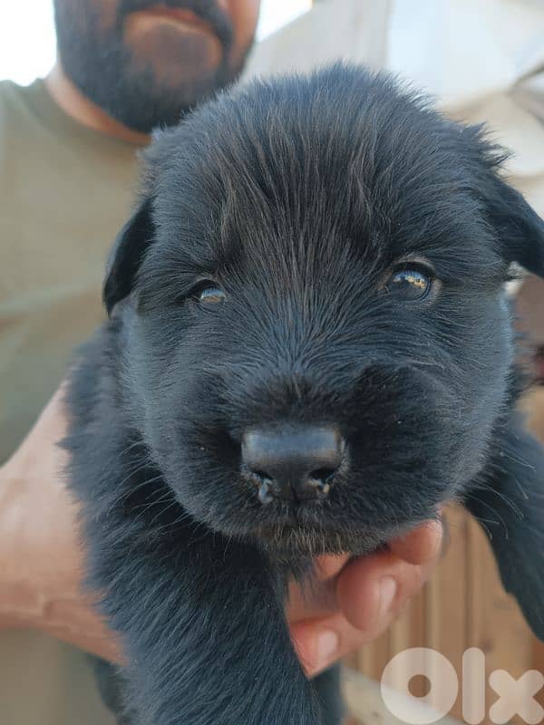 German shepherdfull black german shepherd 7