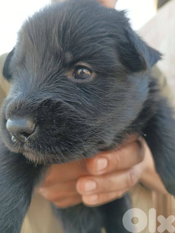 German shepherdfull black german shepherd 8