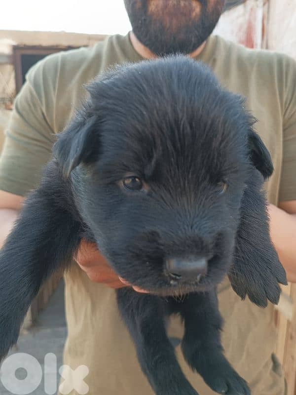 German shepherdfull black german shepherd 9