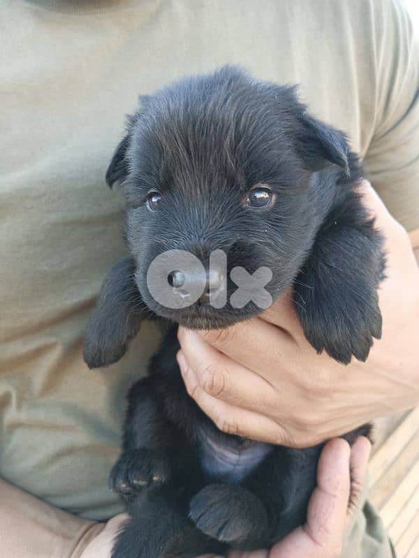 German shepherdfull black german shepherd 10