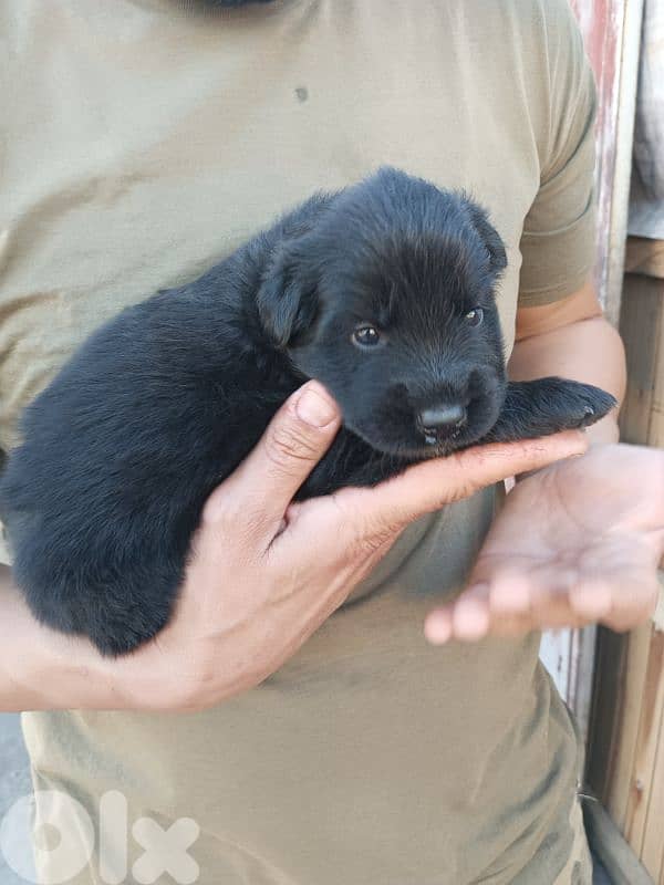 German shepherdfull black german shepherd 11