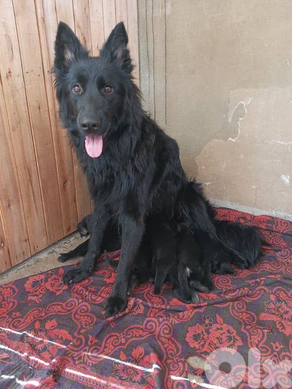German shepherdfull black german shepherd 13