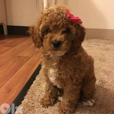 Toy poodle 2 months Vaccinated