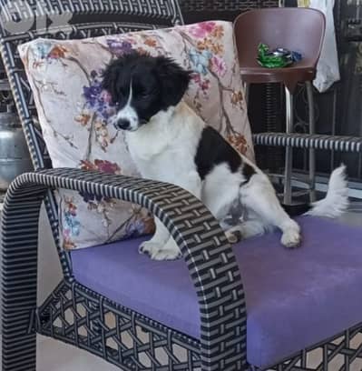 2 male loulou puppies