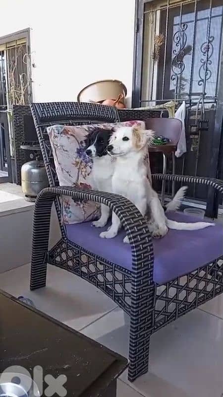 2 male loulou puppies 1
