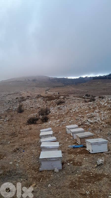 الزعرورية إقليم الخروب 1